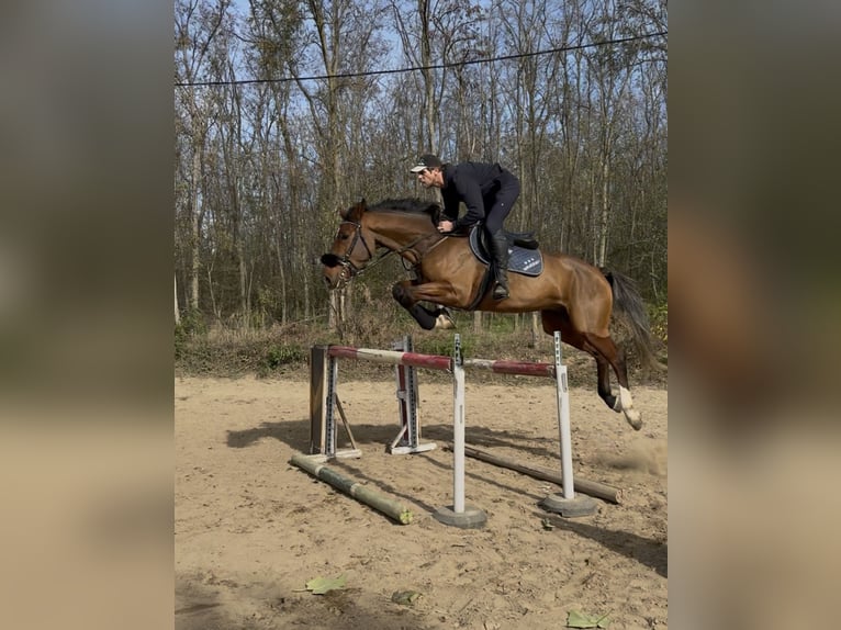 Belga Castrone 5 Anni 175 cm Baio ciliegia in Csömör Belga Castrone 5 Anni 175 cm Baio ciliegia in Csömör