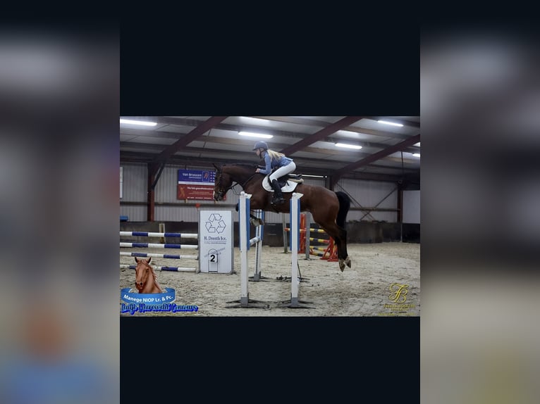 Belga Castrone 6 Anni 163 cm Baio in Oppuurs