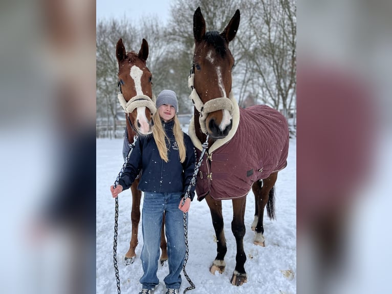 Belga Castrone 6 Anni 163 cm Baio in Oppuurs