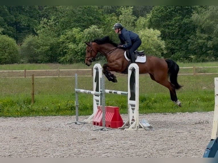Belga Castrone 6 Anni 164 cm Baio in Houthalen-Helchteren