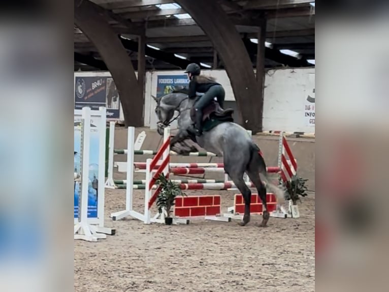 Belga Castrone 6 Anni 164 cm Grigio in Beringen