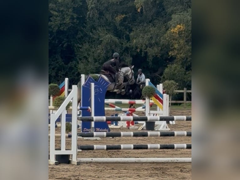 Belga Castrone 6 Anni 164 cm Grigio in Beringen