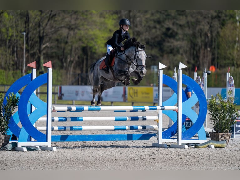 Belga Castrone 6 Anni 164 cm Grigio in Beringen