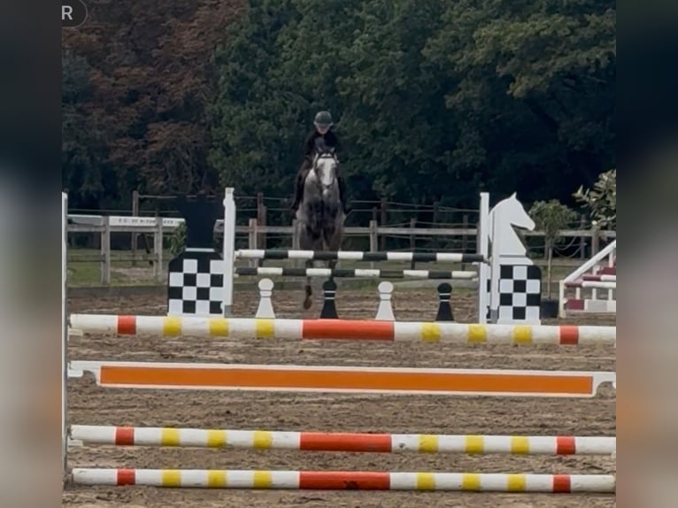 Belga Castrone 6 Anni 164 cm Grigio in Beringen