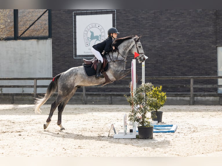 Belga Castrone 6 Anni 164 cm Grigio in Beringen