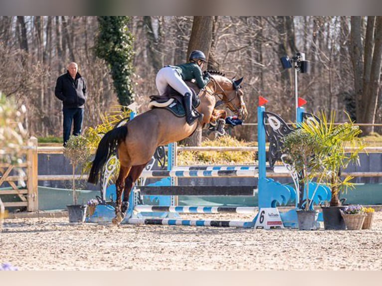 Belga Castrone 6 Anni 167 cm in W&#xE4;chtersbach