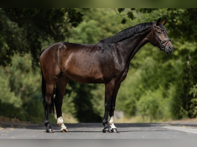 Belga Castrone 6 Anni 170 cm Baio in Windhagen