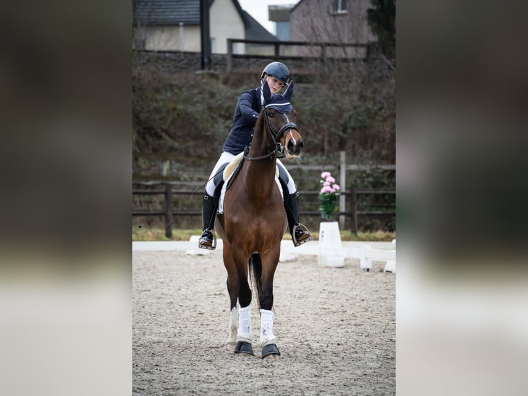 Belga Castrone 6 Anni 174 cm Baio in Bilzen