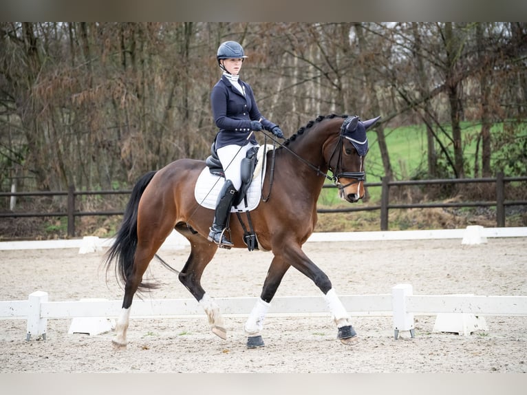 Belga Castrone 6 Anni 174 cm Baio in Bilzen