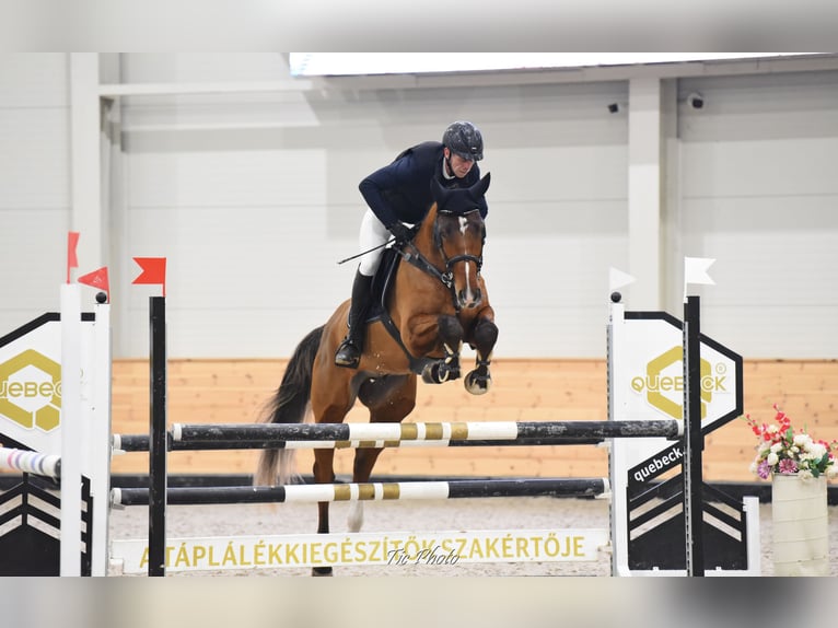 Belga Castrone 6 Anni 175 cm Baio ciliegia in Csömör