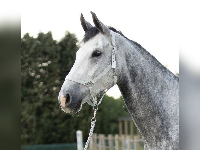 Belga Castrone 6 Anni 175 cm Grigio in Boutersem