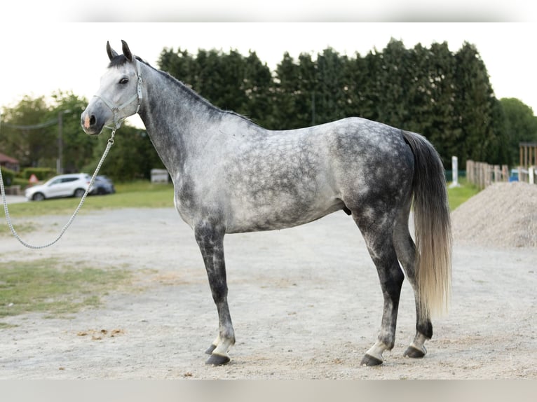 Belga Castrone 6 Anni 175 cm Grigio in Boutersem