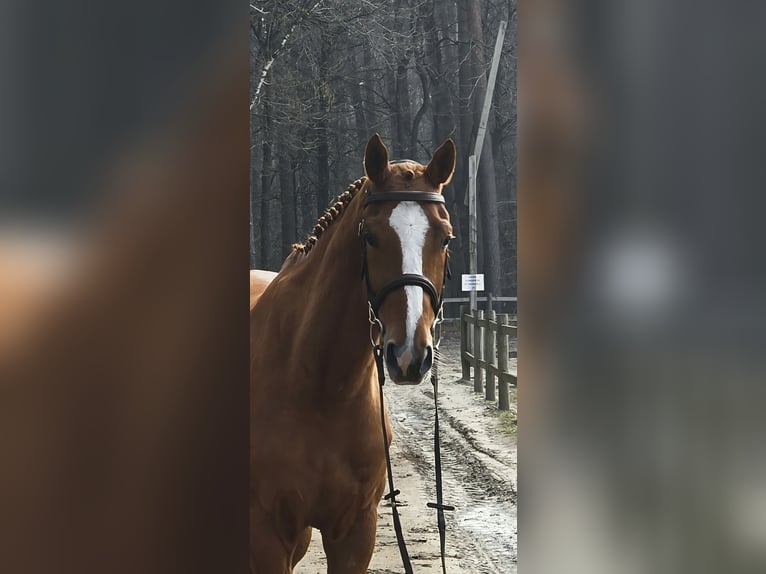 Belga Castrone 7 Anni 164 cm Sauro in Neerglabbeek