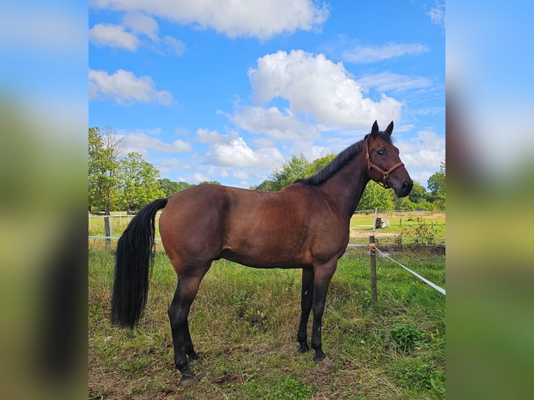 Belga Mix Castrone 7 Anni 165 cm Baio in Leipzig