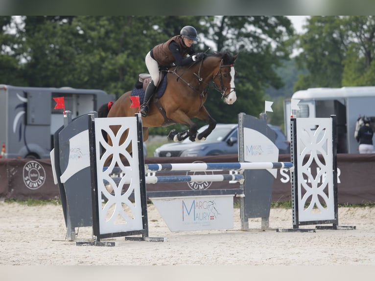 Belga Castrone 7 Anni 165 cm Baio scuro in Haute Savoie