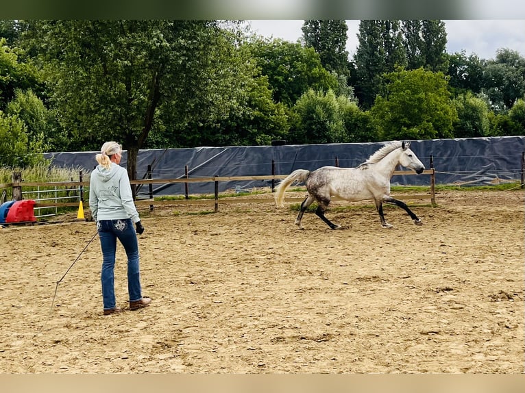 Belga Castrone 7 Anni 172 cm Grigio in &#x27;s-Gravenhage