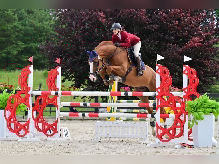 Belga Castrone 7 Anni 172 cm Sauro in Piła