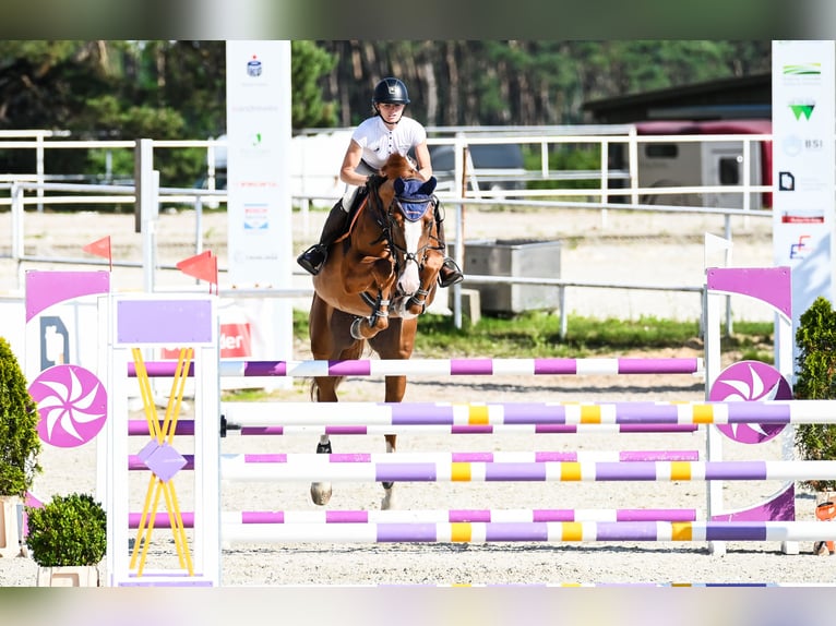 Belga Castrone 7 Anni 172 cm Sauro in Piła