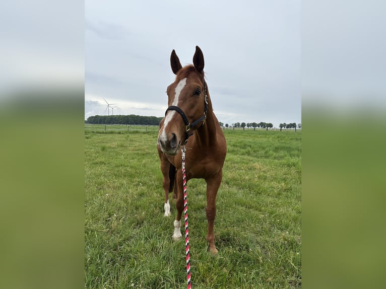 Belga Castrone 7 Anni 185 cm Sauro in Nettetal