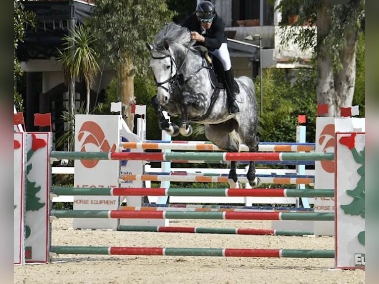 Belga Castrone 8 Anni 163 cm Grigio in Napoli