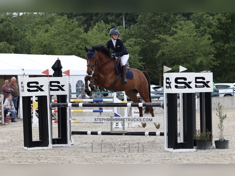 Belga Castrone 8 Anni 164 cm Baio in Horebeke