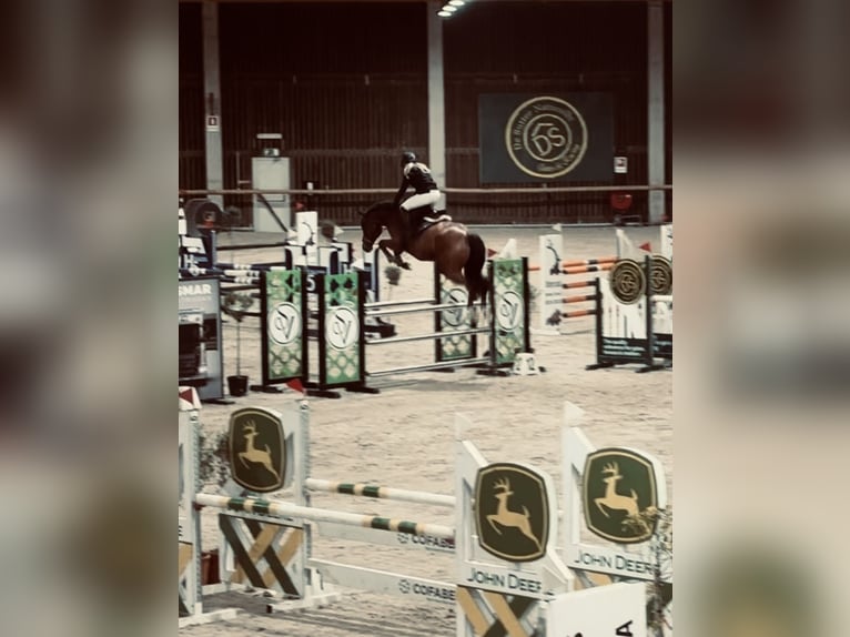 Belga Castrone 8 Anni 164 cm Baio in Horebeke