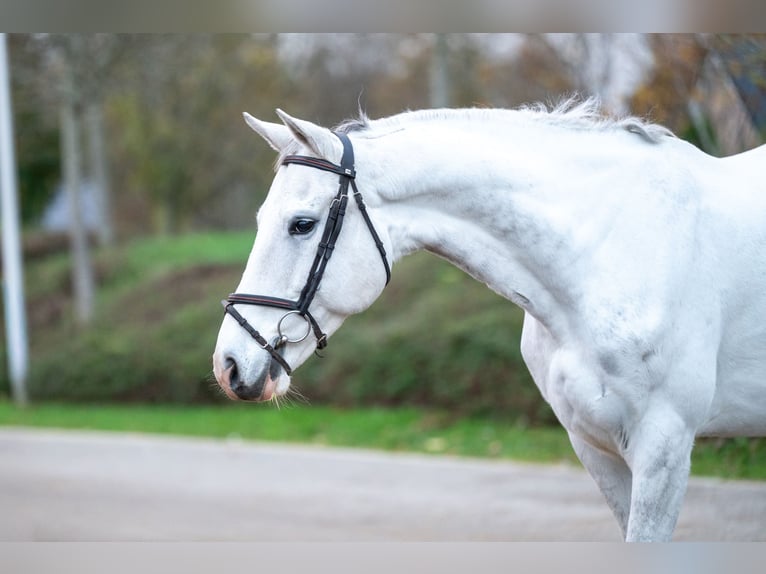 Belga Castrone 8 Anni 165 cm Grigio in GROTE-BROGEL