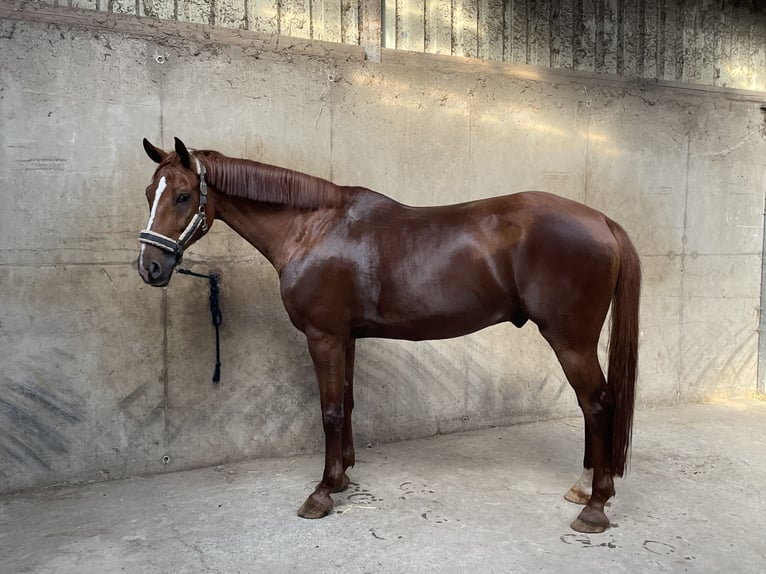 Belga Castrone 8 Anni 165 cm Sauro in Hohenahr