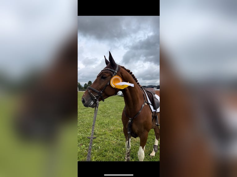 Belga Castrone 8 Anni 166 cm Sauro in Tönisvorst