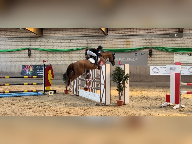 Belga Castrone 8 Anni 166 cm Sauro in Tönisvorst