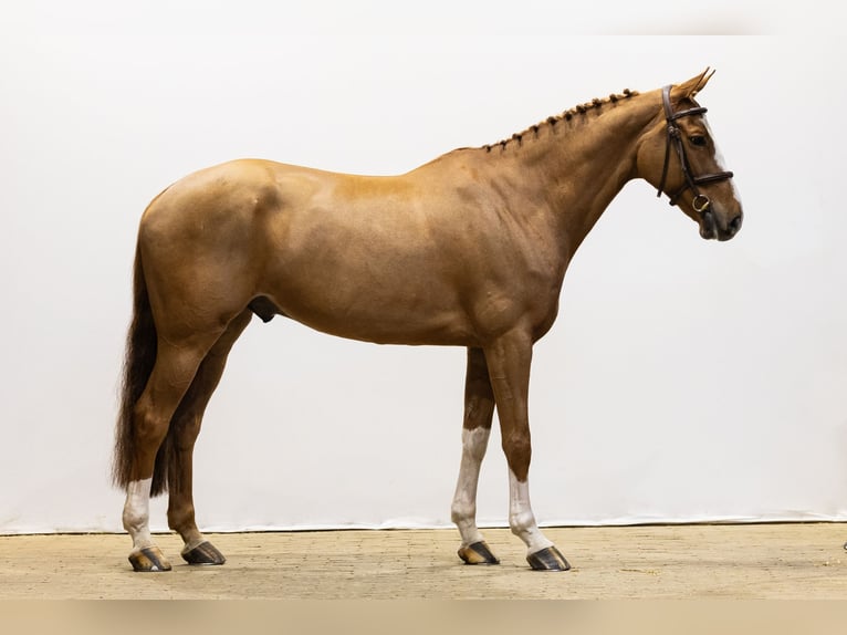 Belga Castrone 8 Anni 167 cm Sauro in Waddinxveen