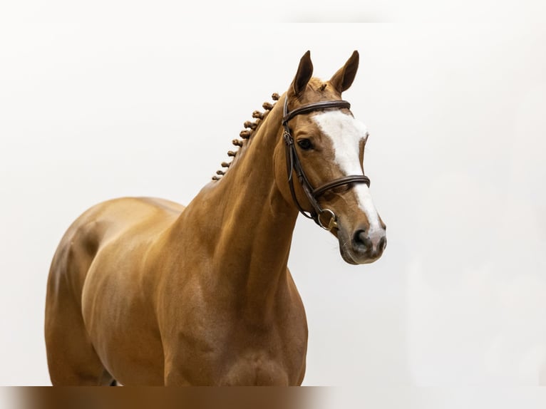 Belga Castrone 8 Anni 167 cm Sauro in Waddinxveen