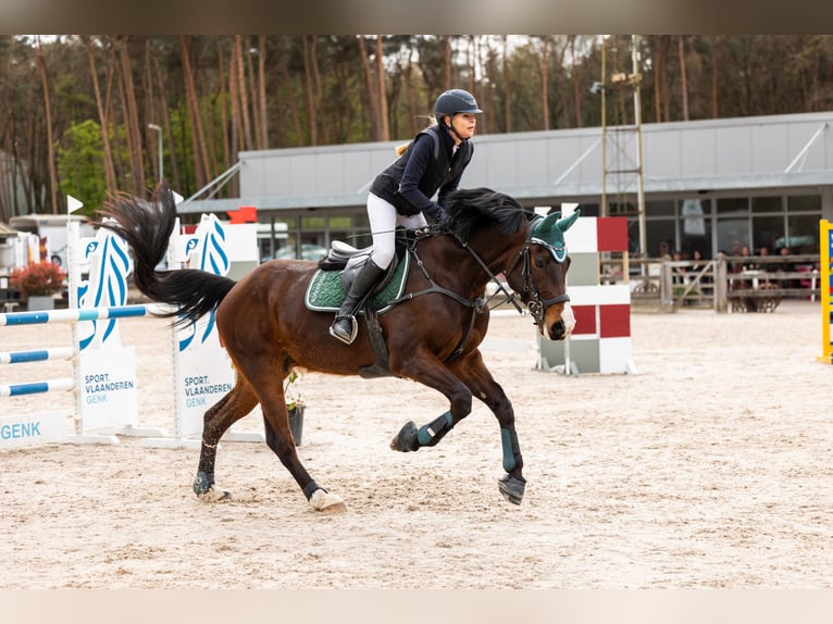 Belga Castrone 8 Anni 168 cm Baio scuro in Kortenaken