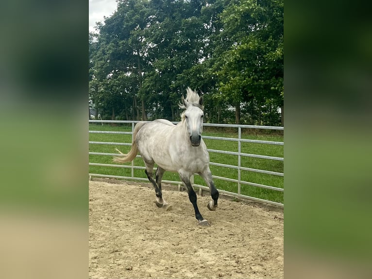 Belga Castrone 8 Anni 172 cm Grigio in 's-Gravenhage