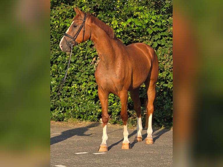 Belga Castrone 8 Anni 172 cm Sauro in Weert