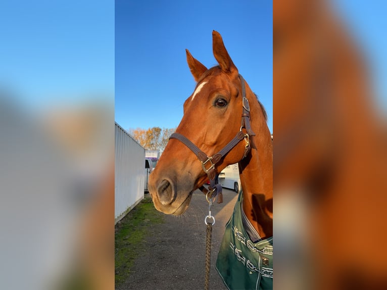 Belga Castrone 8 Anni 175 cm Sauro in Neunkirchen