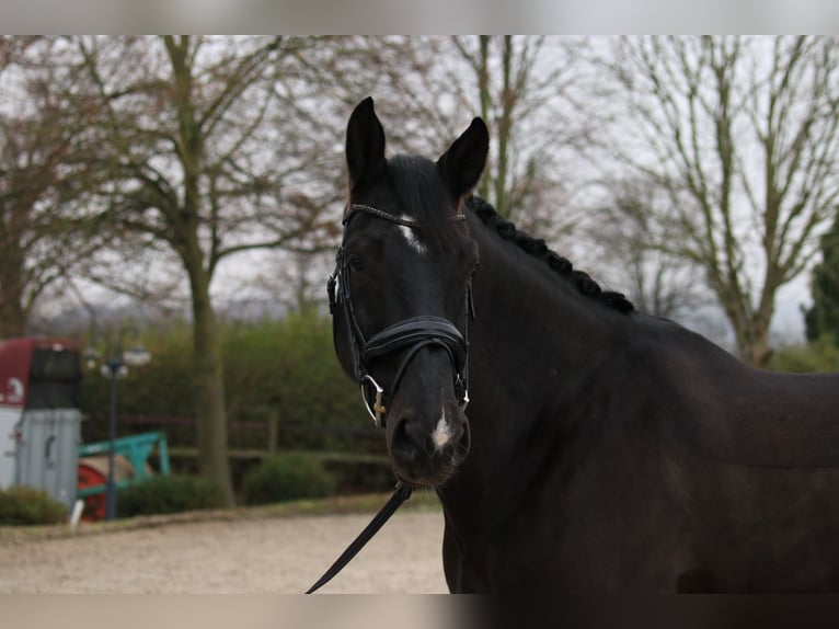 Belga Castrone 8 Anni 177 cm Baio nero in Bedburg