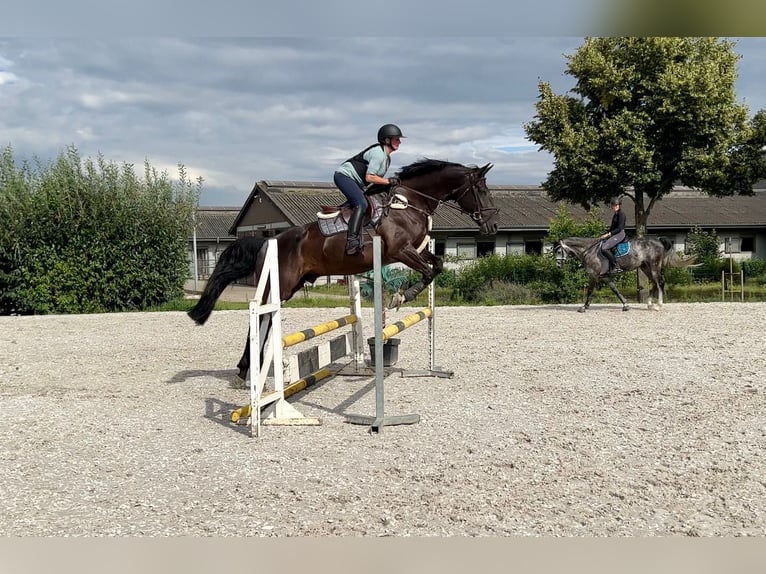 Belga Castrone 8 Anni 177 cm Baio nero in Bedburg