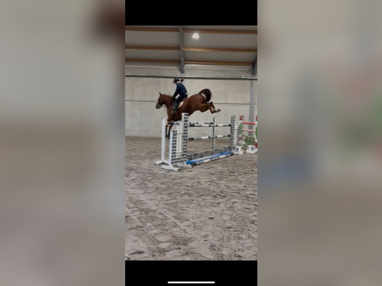 Belga Castrone 8 Anni 180 cm Sauro in Lokeren