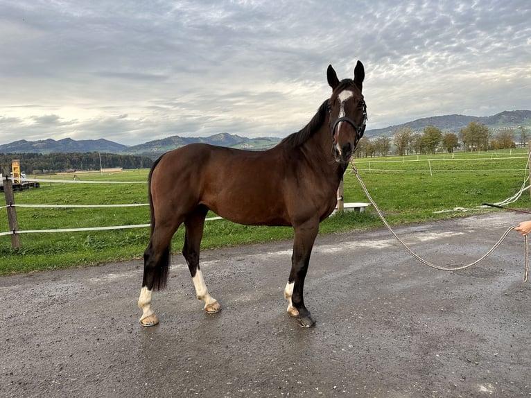 Belga Castrone 9 Anni 164 cm Baio in Siebnen