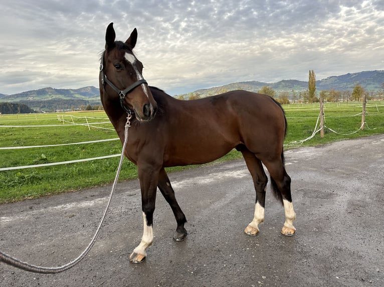 Belga Castrone 9 Anni 164 cm Baio in Siebnen