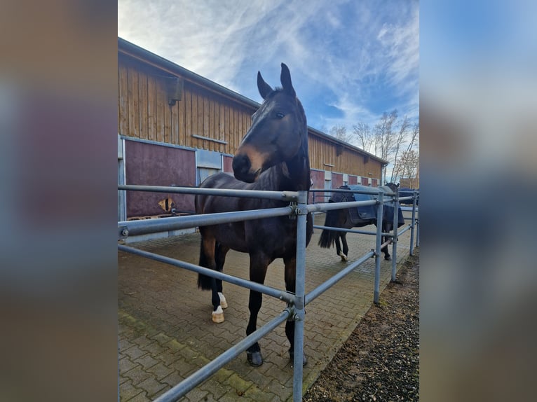Belga Castrone 9 Anni 168 cm Baio scuro in Dietenheim Regglisweiler
