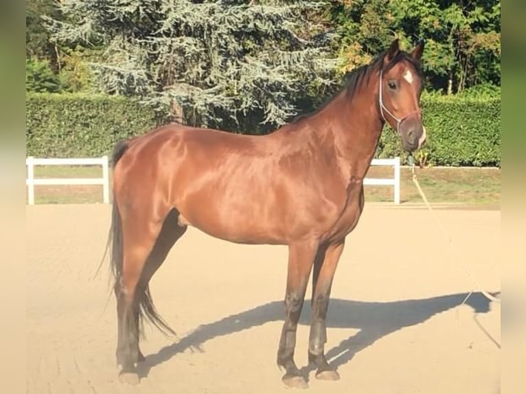 Belga Castrone 9 Anni 170 cm Baio in Lesmo