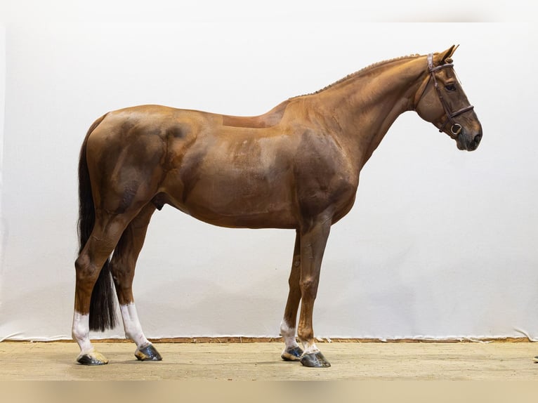 Belga Castrone 9 Anni 171 cm Sauro in Waddinxveen
