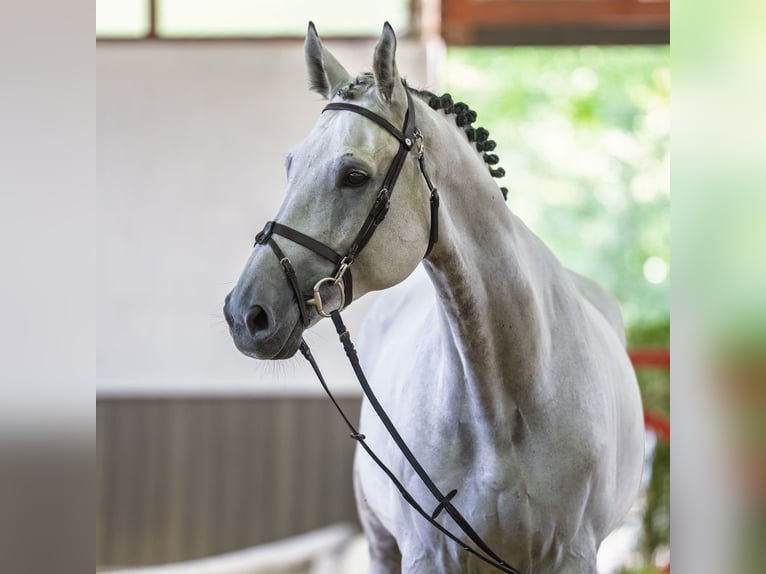 Belga Castrone 9 Anni 172 cm Grigio in Mnster-Handorf