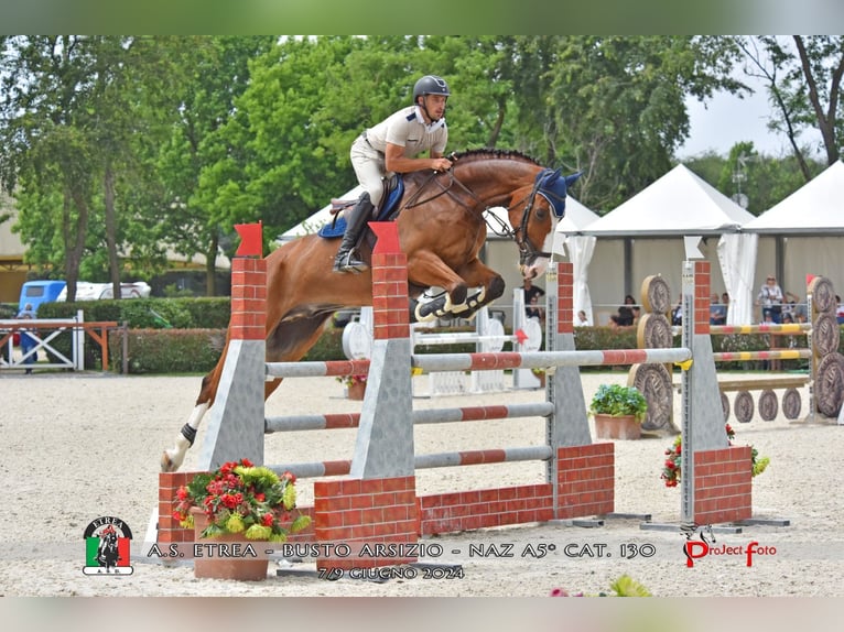 Belga Castrone 9 Anni 175 cm Baio ciliegia in sežana