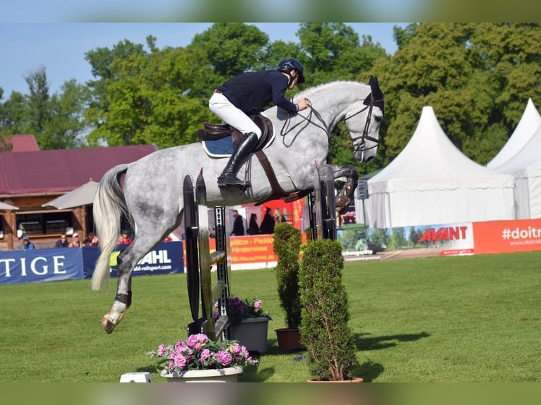 Belga Castrone 9 Anni 180 cm Grigio pezzato in Chieming