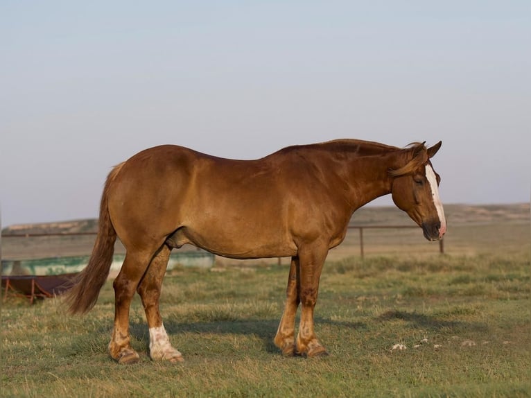 Belga da Tiro Mix Castrone 10 Anni 157 cm Sauro ciliegia in Canyon