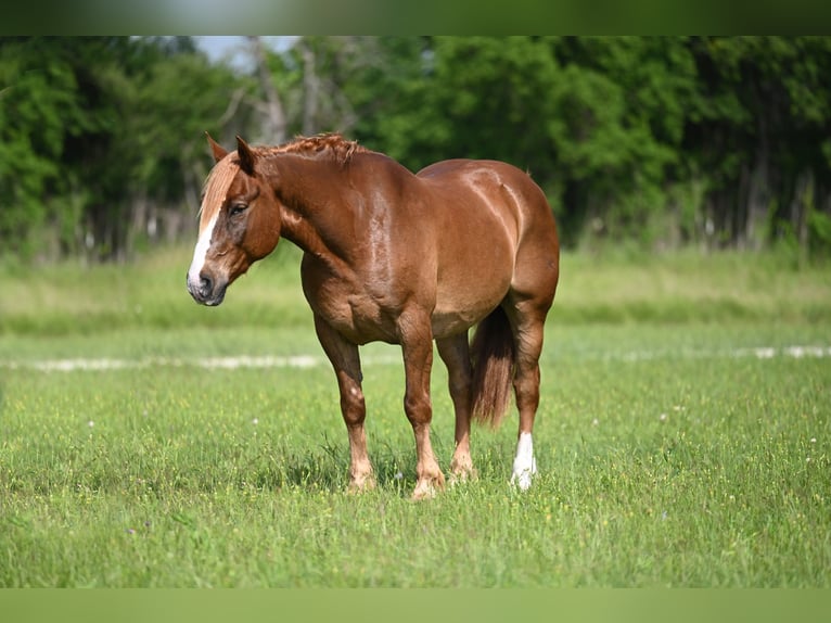 Belga da Tiro Mix Castrone 10 Anni Sauro ciliegia in Waco