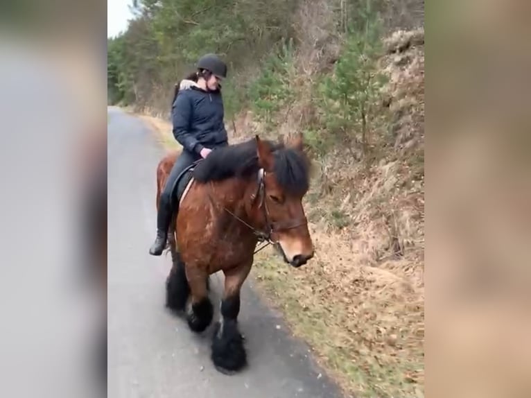 Belga da Tiro Castrone 11 Anni 170 cm in Obertilliach